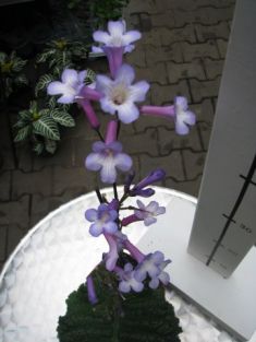 Parfuflora violet streptocarpus