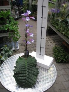 streptocarpus parfuflora violet