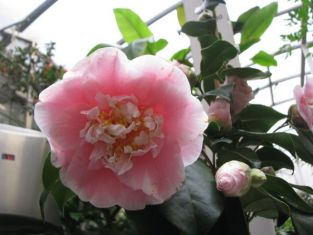 camellia japonica "chandleri elegans lauterbach"