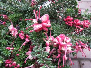grevillea laginera "tamboritha"