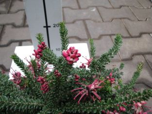 grevillea laginera "tamboritha"