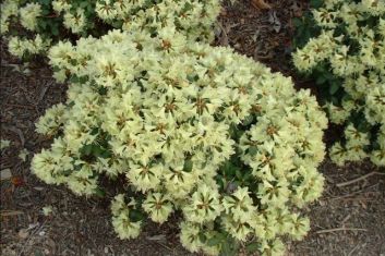 rhododendron "shamrock" - nízký, žlutý