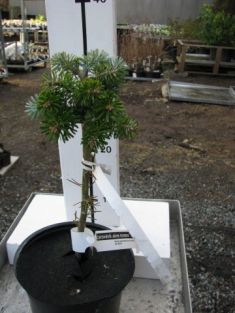abies koreana "nadel kissen"