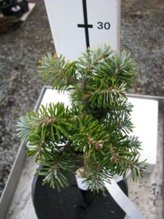 Abies koreana "nadel kissen"