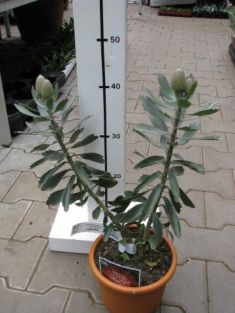 leucospermum cordifolium*glabrum " rigoletto"