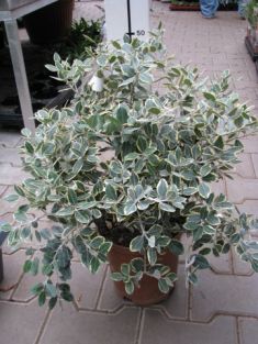 metrosideros thomasii "aurea"