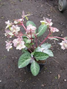 helleborus "purple ear" - čemeřice