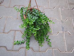 dischidia ruscifolia