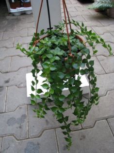 dischidia ruscifolia