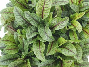 rumex sanguinea - šťovík listový