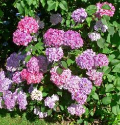 Hydrangea serrata "preziosa"