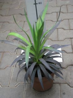yucca aloifolia purpurea - juka purpurová