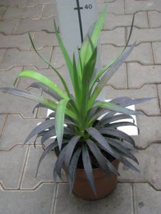 yucca aloifolia purpurea