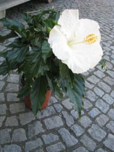 Hibiscus sin. "gala" - ibišek pokojový , 4denní