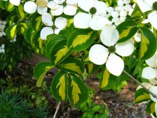 cornus kousa "goldstar"