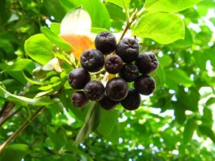 aronia melanocarpa "brilliant"