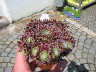 sempervivum arachnoideum rubrum - netřesk