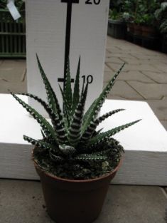 haworthia fasciata "big band"