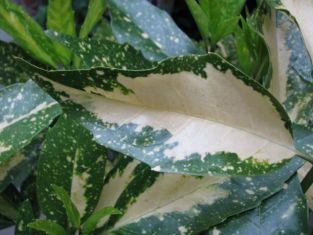 aucuba japonica "picturata" - aukuba japonská