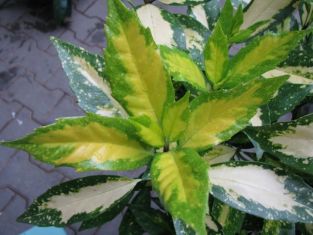 aucuba japonica "picturata" - aukuba japonská