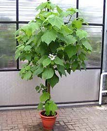 sparmannia africana- lípěnka africká, pokojová lipka