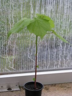 sparmannia africana- lípěnka africká, pokojová lipka