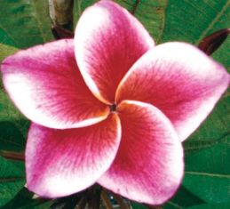 Plumeria "gled tabtim"