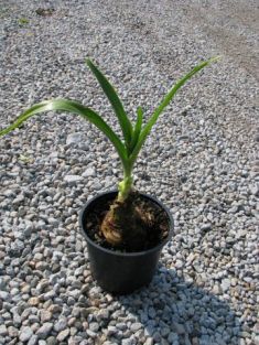 amarylis belladona - zornice