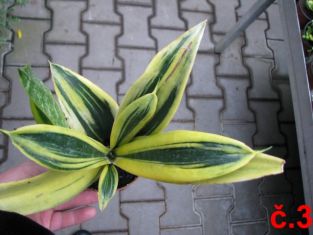 sansevieria dwarf mix - nízké kultivary č.3