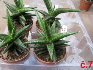 sansevieria dwarf mix