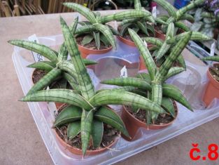 sansevieria dwarf mix - nízké kultivary č.8