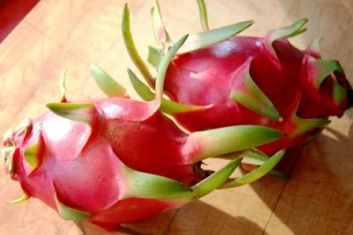 Hylocereus, undatus,dragon fruit,pitahaja,pitahaya