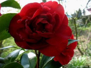camellia "beni goroho" - kamélie