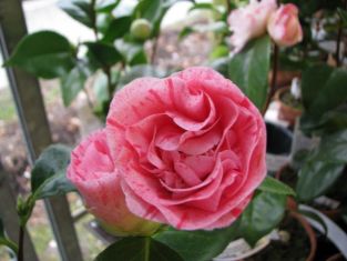 camellia "carter´s sunburst"