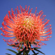 leucospermum linearis * cordifolium " succesion"