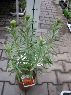 leucospermum linearis * cordifolium " succesion"