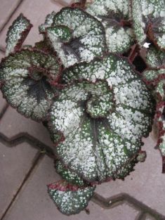 begonia "begoniaceae" - listová begonie