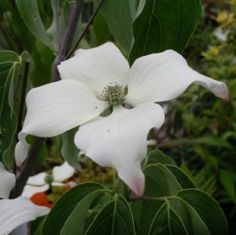 Cornus kousa "john slocock " - dřín japonský