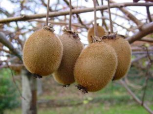 actinidia chinensis "deli jenny" - kiwi velkoplodé