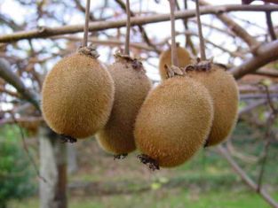 actinidia chinensis "deli jenny"