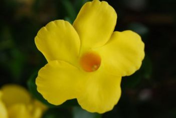 dipladenia,mandevilla "lanwisconsin,citrine"