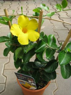 dipladenia ,mandevilla " lanwisconsin ,citrine" - dipladenie žlutá