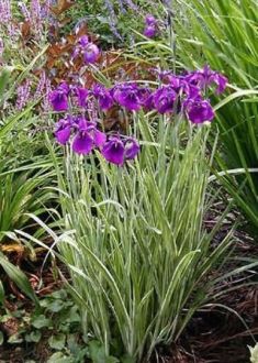 iris kaempferi variegata - iris panašovaný