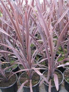 dracaena / cordyline "purple tower"