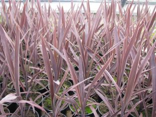 dracaena / cordyline "purple tower" - dračinka australská