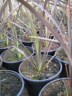 phormium tenax "bronze baby" - lenovník zakrslý
