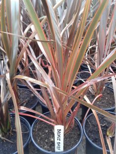 phormium tenax "bronze baby" - lenovník zakrslý