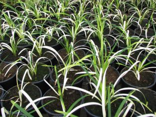 liriope muscari "pure blonde"