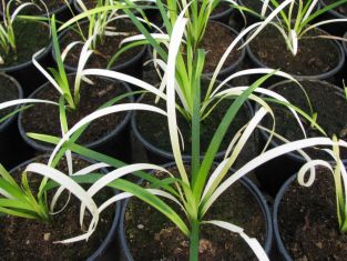 liriope muscari "pure blonde"