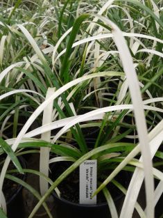 liriope muscari "pure blonde"